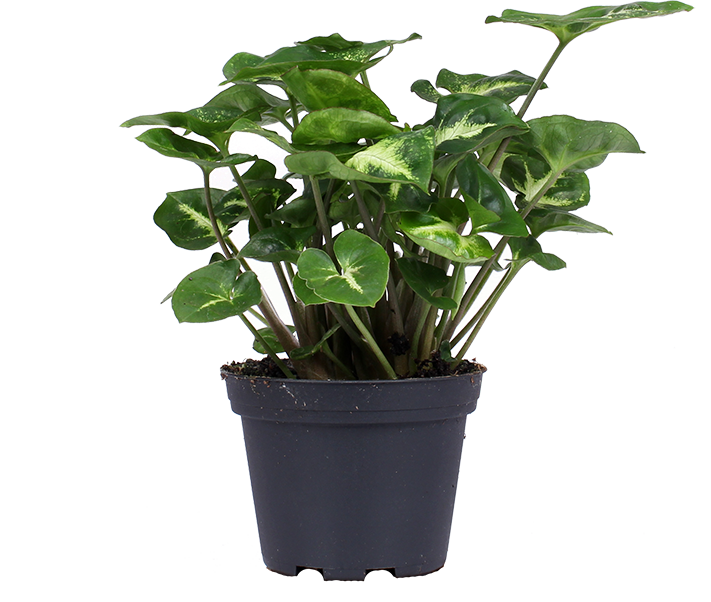 Exotenherz - purple tute - syngonium pixie - 1 plante - facile d
