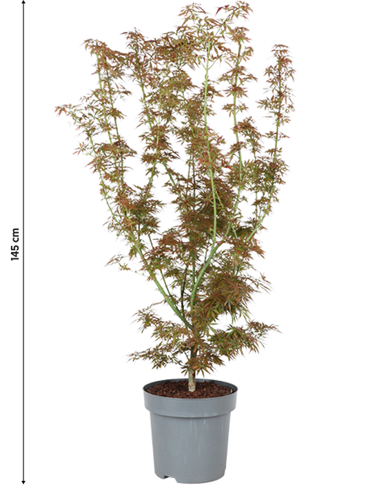 Japanischer Fächerahorn (Acer palmatum Jerre Schwartz) (XL)