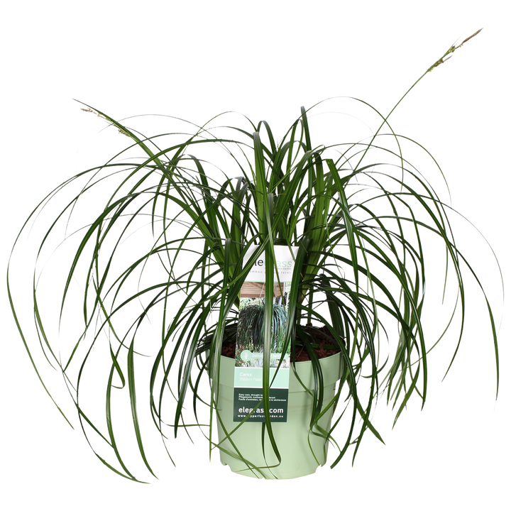 Carex oshimensis 'Ribbon Falls' (Japanische Segge) (M)