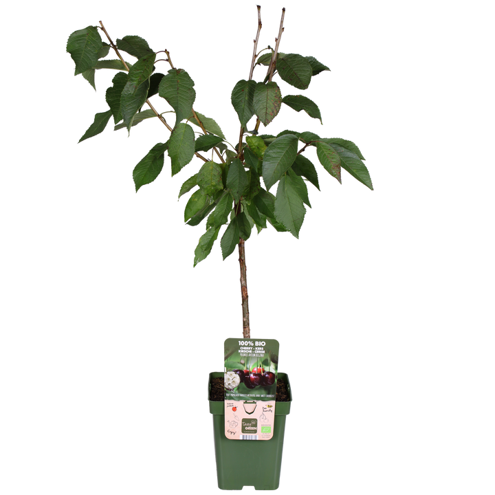 Kirschbaum (Prunus avium 'Regina') (L)