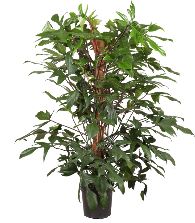 Philodendron Florida Beauty (Baumfreund) (XL)