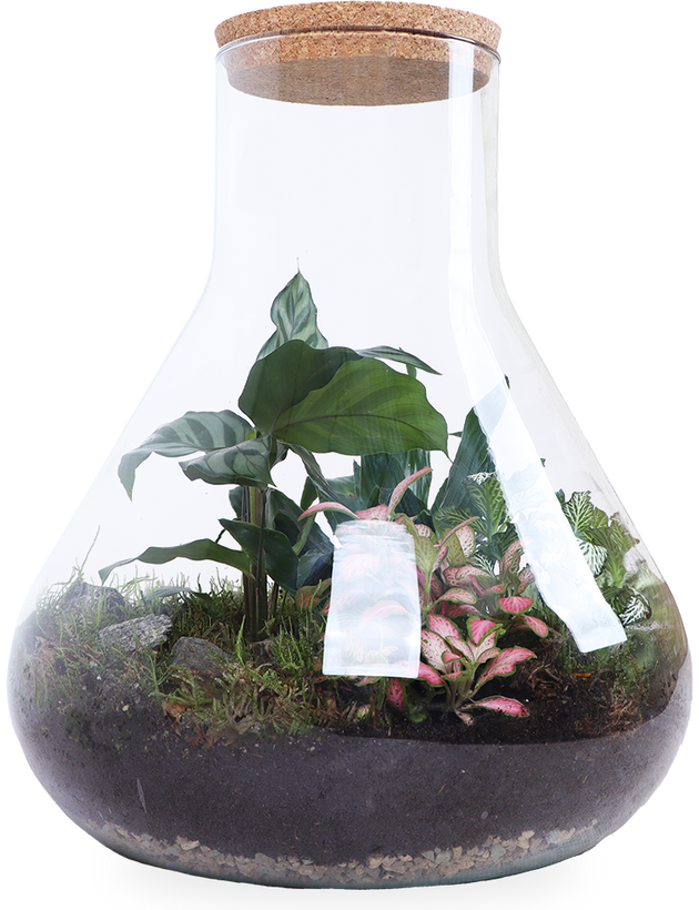 Terrariums online kaufen