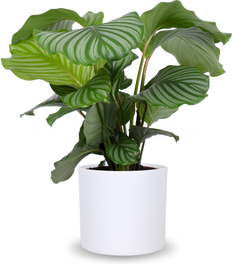 Calathea orbifolia (Korbmarante) (M)