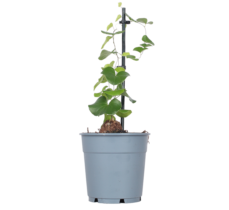Dioscorea elephantipes (Schildkrötenpflanze)