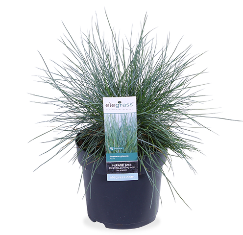 Plantsome Bill Festuca | Blau (Blauschwingel-Gras) Azura | Glauca kaufen