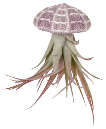 Tillandsia multiflora aus der Muschel (Luftpflanze) (XS)