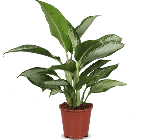 Aglaonema silverbay (Kolbenfaden) (M)