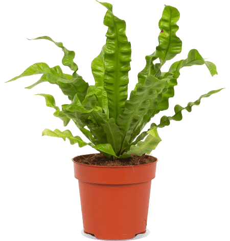 Asplenium crispy wave (Nestfarn) (S)