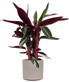 Calathea triostar (Korbmarante) (M)