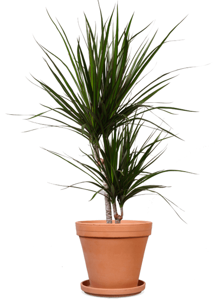 Dracaena marginata (Drachenbaum) (M) Plantsome kaufen 