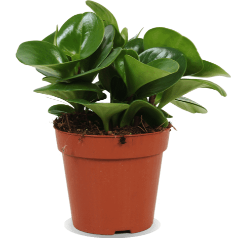 Peperomia obtusifolia kaufen (Zwergpfeffer) | Plantsome