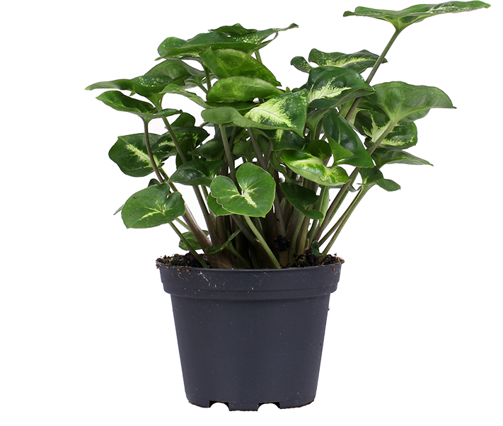 Syngonium pixie (Purpurtute) (XS)